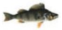 Aborre en vanlig fisk i Ringsjön