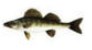 Gös en vanlig fisk i Ringsjön