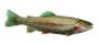 Regnbåge är en laxfisk som finns i Ringsjön